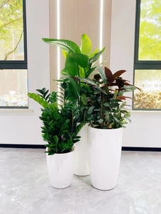 宁波鄞州盆景出租，创意设计点亮空间